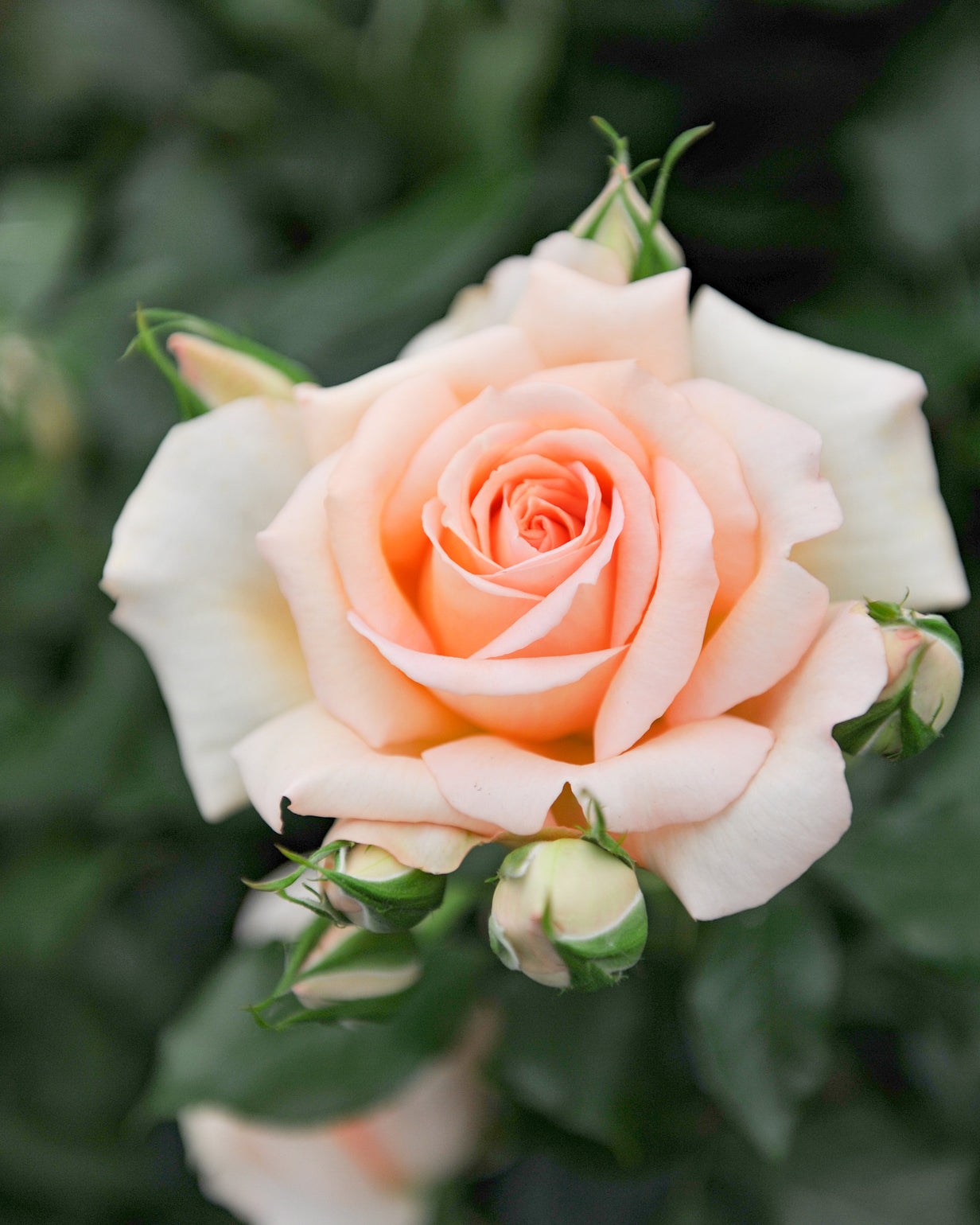 products/Rosa-14.jpg